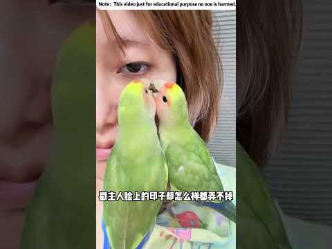 兩隻鸚鵡執意擦掉主人臉上的痣？！😳