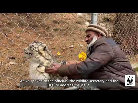 Meet Lolly: The Incredible Snow Leopard of Naltar Valley, Gilgit-Baltistan