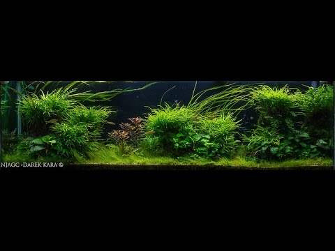 Aquascaping Contest, Meet the Competitors 5 of 8 Video