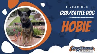 Download Lagu Best German Shepherd/Cattle Dog Training | Central Coast, CA | Hobie Thumbnail