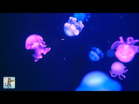 Soothing Jellyfish Aquarium ~ Relaxing Music for Sleep, Study, Meditation & Yoga