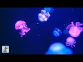 Soothing Jellyfish Aquarium ~ Relaxing Music for Sleep, Study, Meditation & Yoga