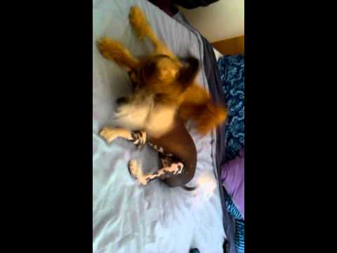 Rooney crestado chino contra apu