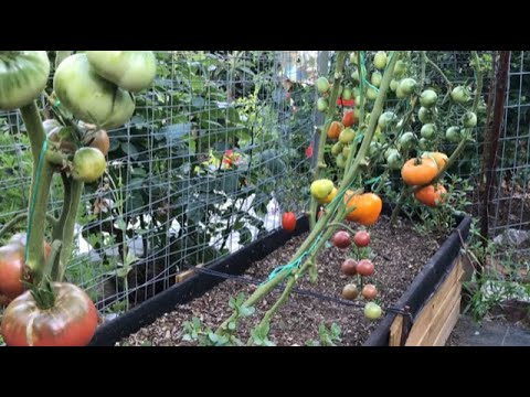 Fresh Tomato Mix Salad