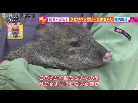 クビワペッカリーについて詳しく解説