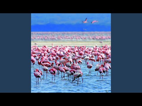 Pastýř Plameňáků