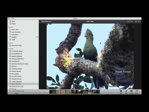 Birds of Eastern South Africa by Tom Plath