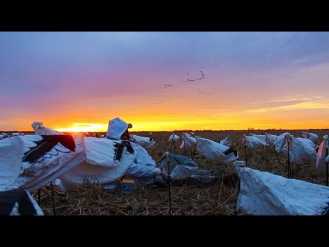 Cypress Spring Outdoors - Huntin' Geese