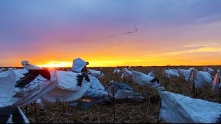 Cypress Spring Outdoors - Huntin' Geese