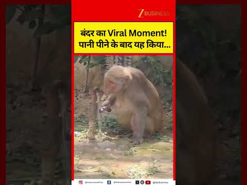 Monkey’s Viral Moment! What It Did After Drinking Water Amazed Everyone
