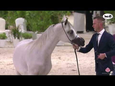 N 34 NOWARAT AL REMAS   UAE National A H  Championships 2022   Fillies 2 Years Old Class 2