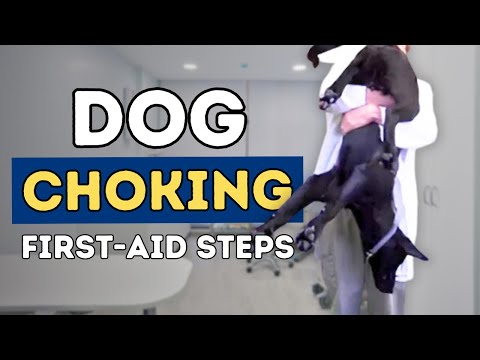 Dog Choking: First Aid Steps