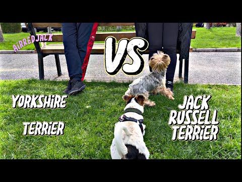 Jack Russell Terrier vs Yorkshire Terrier - Funny Dogs
