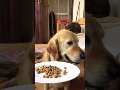 How to Stop Your Dog from Eating Cat Food