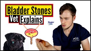 Bladder Stones In Dogs - Everything You Need To Know!