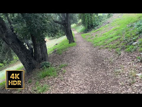 4K - Relaxing Virtual Hike in Nature - Lush Green Forest Virtual Walk