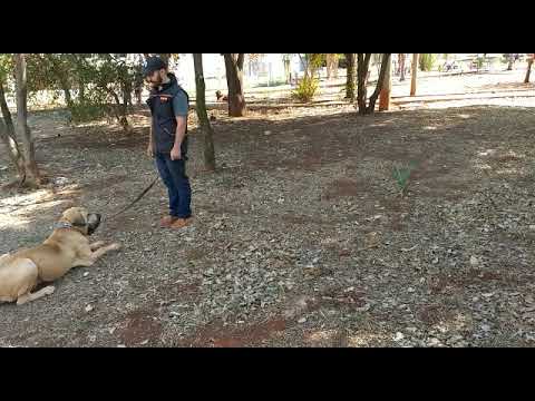 Ronan Adestramento - Fila Brasileiro 3º mês de treino obedecendo aos comandos do treinador