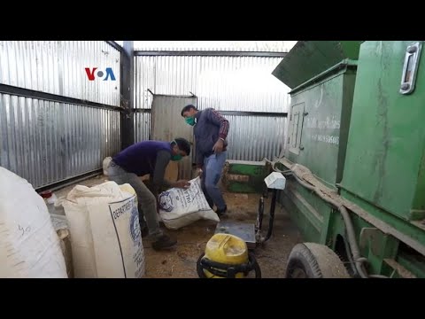 VOA PAKAN TERNAK JENIS BARU BANTU ATASI KEKURANGAN DI DAERAH PEGUNUNGAN