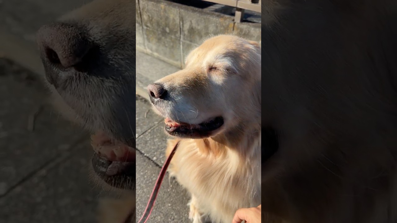 世界一優しくて美しい