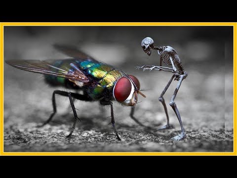 Daqsiga | Noole wax badan laga hadlay | Xaqaaiq cajiib ah |