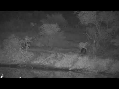 Djuma: Two African Buffalo - 22:53 - 06/06/20
