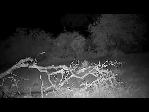 Djuma: Impalas resting on Open Area - 04:15 - 01/07/2023