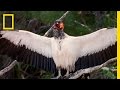 King Vultures National Geographic