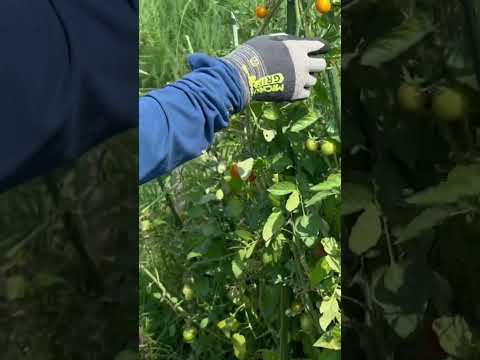 園芸 夏の果物はいつ収穫するの?