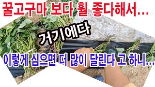 꿀고구마(베니하루까)보다 훨 더 좋다 해서 사고  더군다나 이렇게 심으면 고구마가 더 많이 달린다고 해서(고…