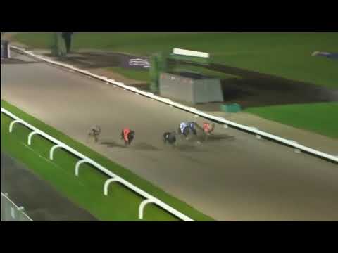 BGBF & Nottingham British Breeders Stakes Heat 2 - Queen Dolly