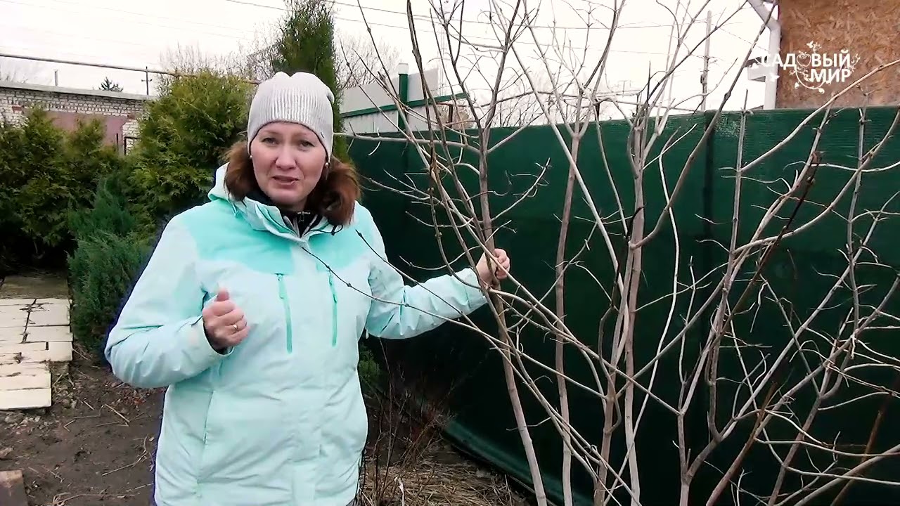 100 садовых дел мая - основные работы в саду, огороде, цветнике