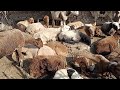 Sheep Resting Home Sheep Mating Sheep Animal Meeting Animals Meeting 2022