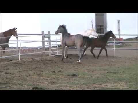 Domingo free in pasture