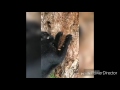 Cat Scratch And Reverse
