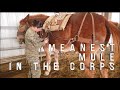 The Meanest Mule in the Marine Corps