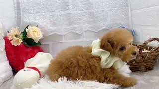 トイプードルの動画01