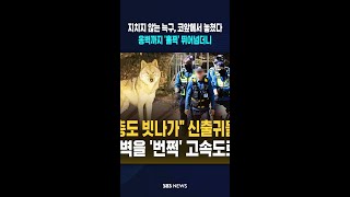 마취총도 빗나가 신출귀몰 도주..4M 옹벽을 '번쩍' 고속도로까지 #shorts