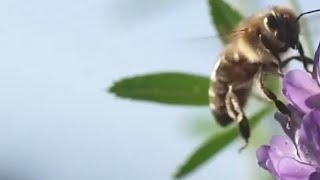 From scratch to a buzzing business: Beekeeping sweetens lives in a Tibetan Village