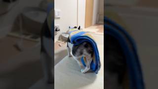 さっきまで寝てたよね？暇を持て余してたフレブルの切り替えが早すぎて理解が追いつきませんw
