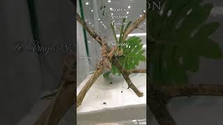 2025 제 2차 애니멀 포럼 / Korea Animal Forum [KAF] 방문 #반려동물 #크레스티드게코 #동물 #파충류 #reptiles #게코 #gecko #shorts
