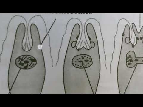 Inter 2nd year SYNAPTIC TRANSMISSION ZOOLOGY