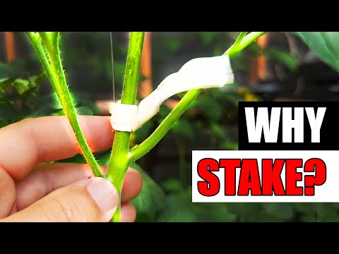 Solutions To Blossom End Rot In Tomatoes etc