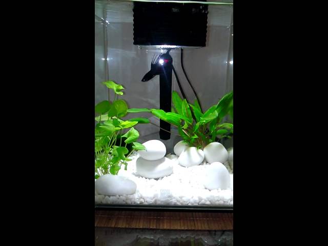 Happy Black Male Crowntail Betta in 19l Fluval Chi Fish Tank