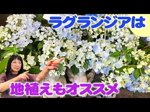 園芸 リヴィンのヴァイオレット、リヴィナスのヴァイオレット