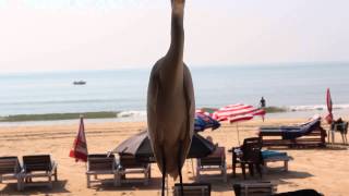 preview picture of video 'Bird in the Cavelossim Beach (Goa, India)'