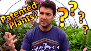 God Gives Freely,  Man Patents and Sells for Profit | Plant Patent and the Propagating of Cuttings