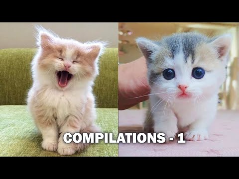 Cutest Cats I Just Cat Things I Cat Compilations Vol - 1 I Kitten Love Meow Pets