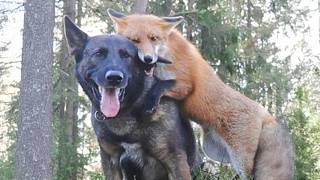 When Funny Dogs and Animals Become An Odd Couple 🤣