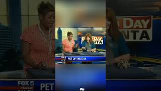 Cat on TV 📺🐱#cats #lovecats #catvideos #catlover #catshorts #CatShorts #cat #funnycats