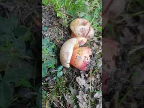 Svamp för alla - Falsk djävulssopp, Rubroboletus legaliae